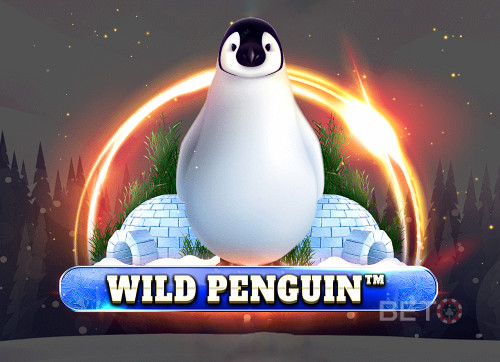 Wild Penguin
