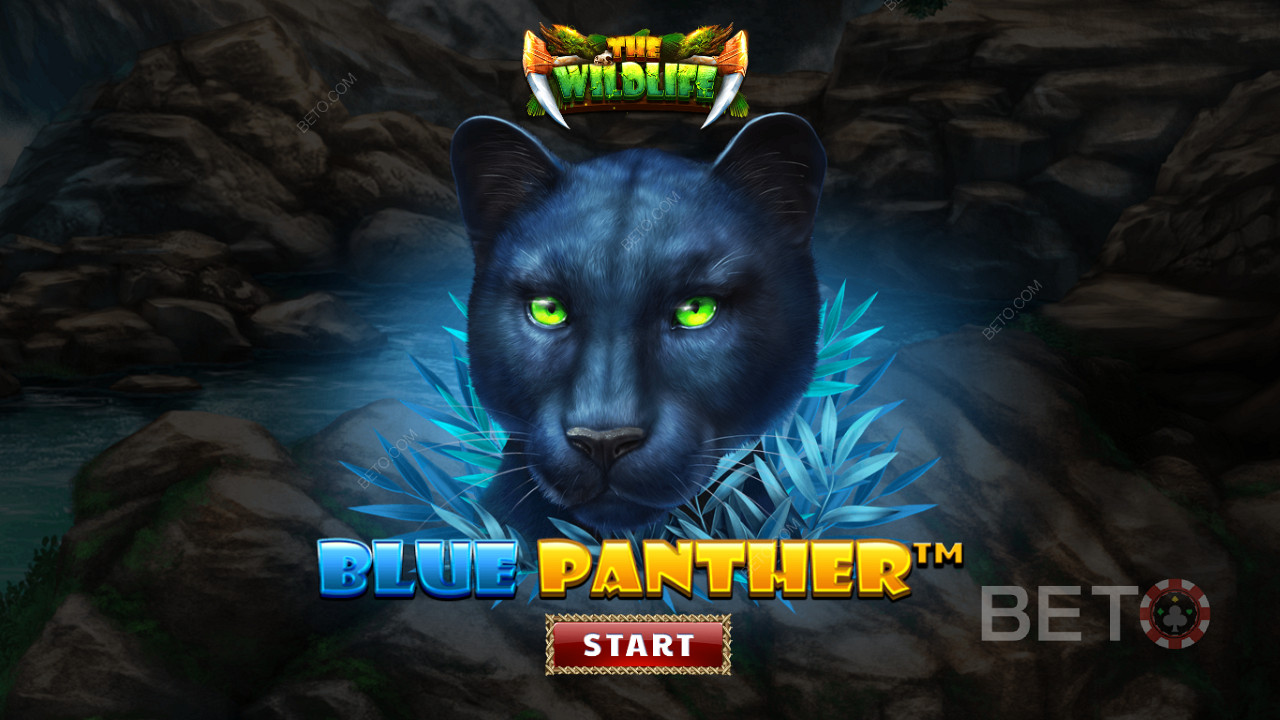 Przemierzaj dżunglę wśród nocnych bestii w slocie Blue Panther