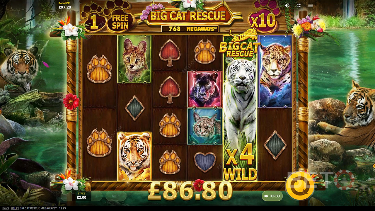 Recenzja Big Cat Rescue Megaways od BETO Slots